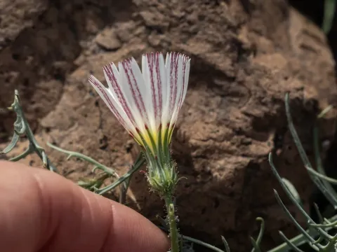 Calycoseris