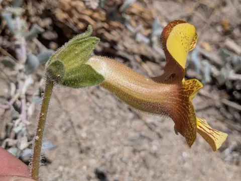 Proboscidea arenaria