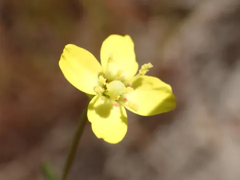 Camissonia