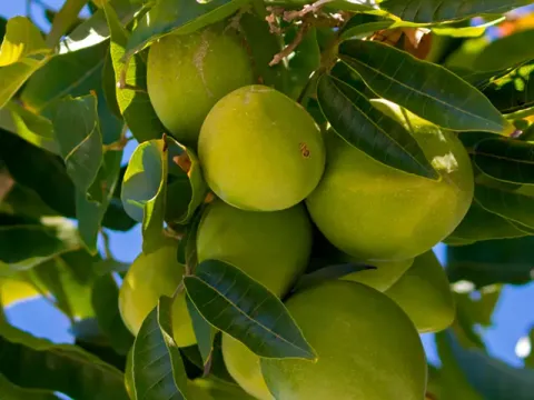 White sapote