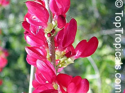 Burmese Pink Cassia