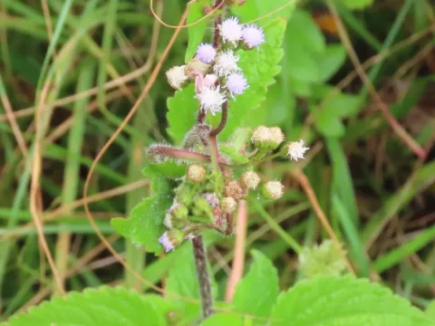 Ageratum conyzoides