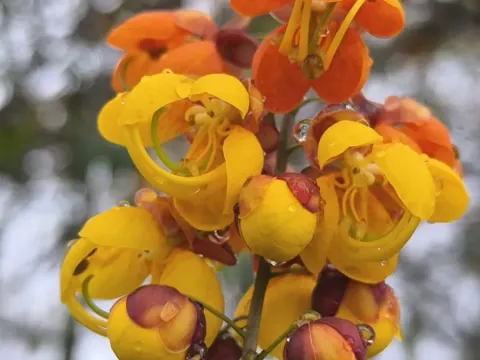 Кассия мускусная