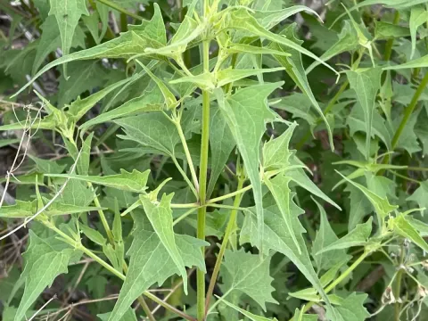 Pericome