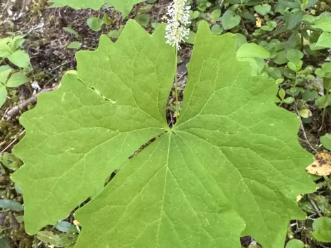 California achlys