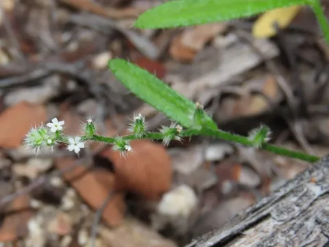 Cryptantha