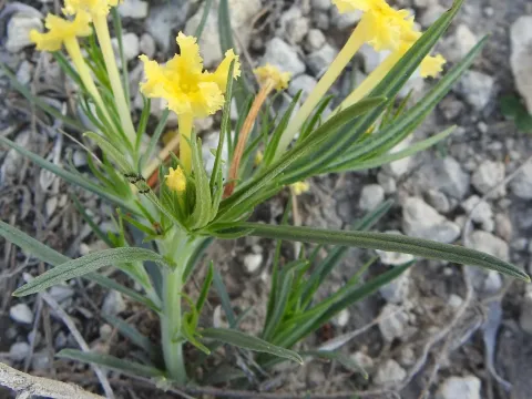 Narrow-leaf stoneseed