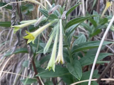 Lithospermum macromeria