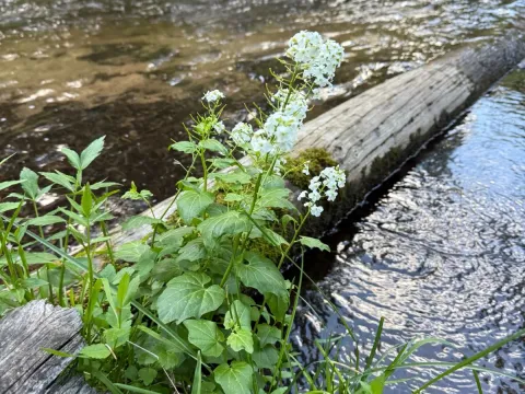 Heartleaf bittercress