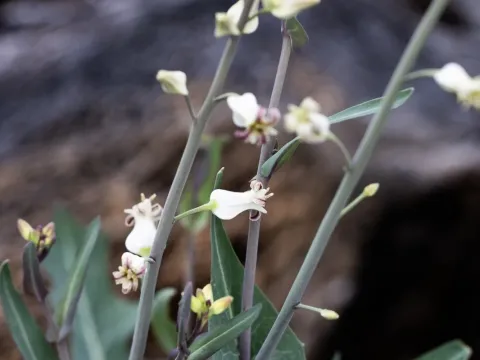 Streptanthus