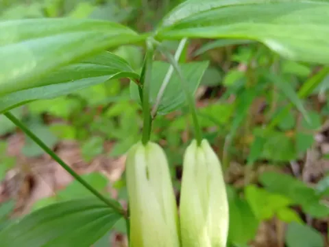 Disporum