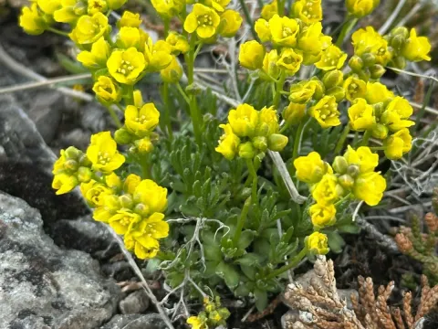Draba oligosperma