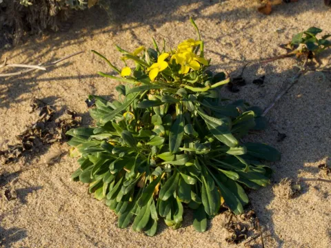 Menzies' wallflower