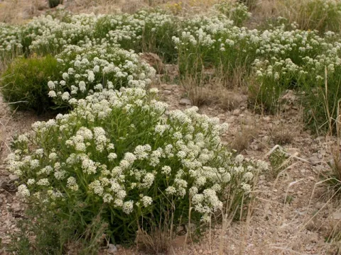Mountain pepperweed