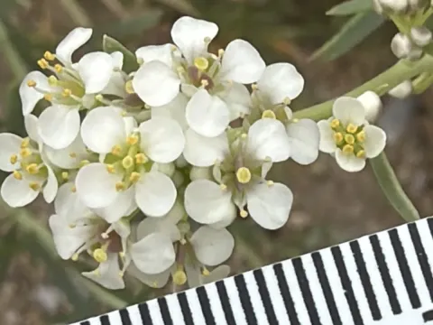 Fremont's pepperweed