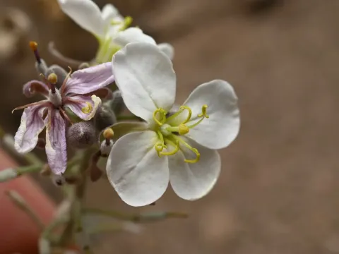 Nerisyrenia