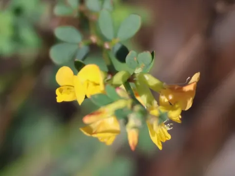 Acmispon