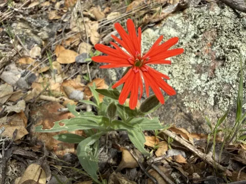 Silene laciniata