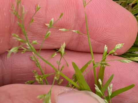 Early meadow-grass