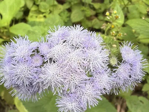 Ageratum