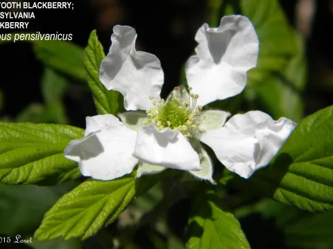 Pennsylvania blackberry