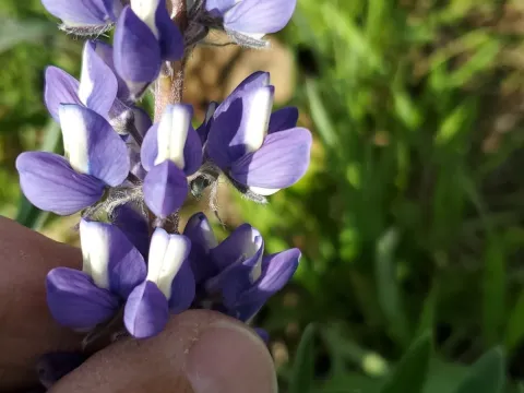 Люпин Уайета