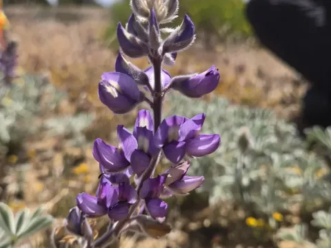 Lupinus formosus
