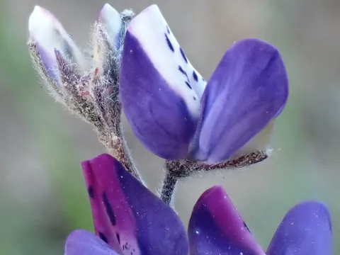 Bicolor lupine