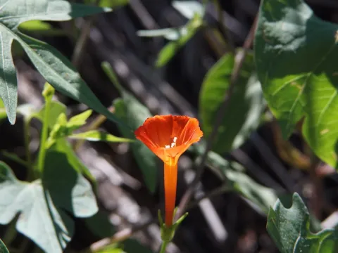 Ipomoea cristulata