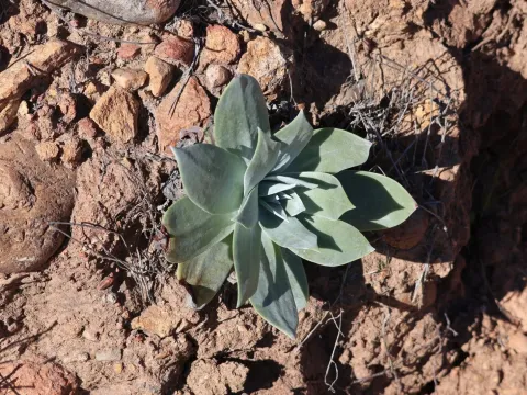 Dudleya