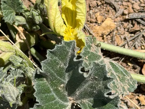 Apodanthera