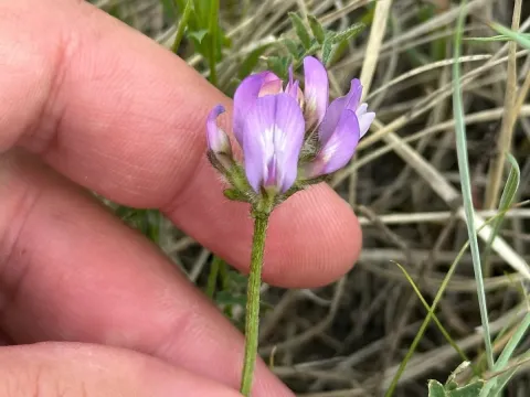 Field milkvetch