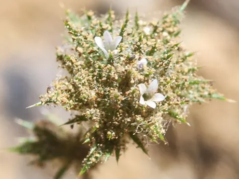 Abronia