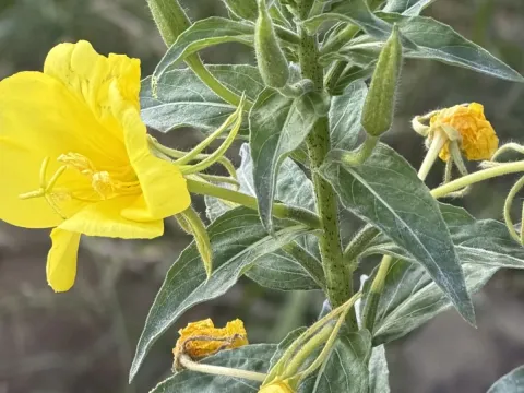 Oenothera elata