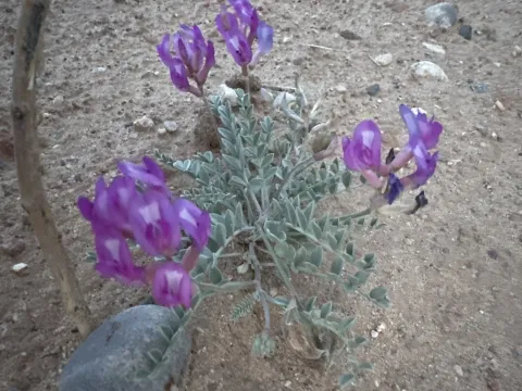 Астрагал амфиоксис