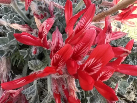 Scarlet milkvetch