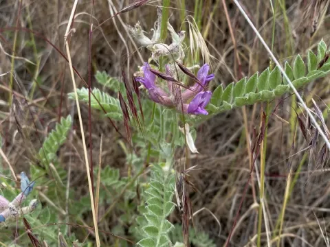 Astragalus inflexus