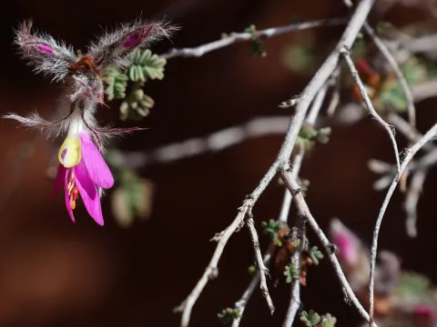 Dalea formosa
