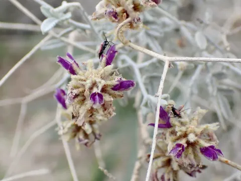 Psorothamnus