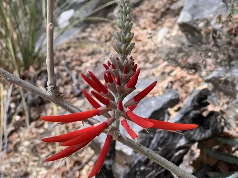 Coral bean