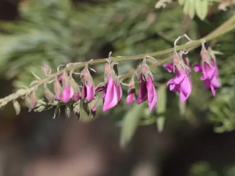 Western sweetvetch