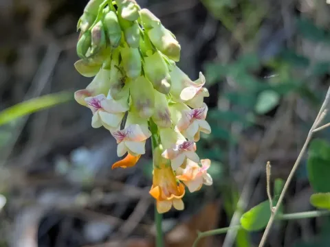 Sulfur-yellow pea