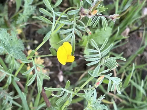 Оттлея