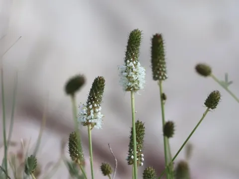 White prairie clover