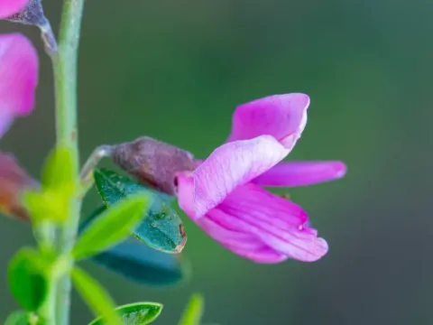 Пікерінгія