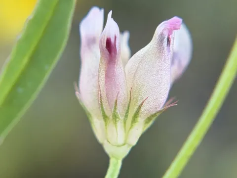 Depauperate clover