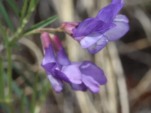 American vetch
