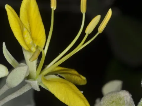 Capparicordis