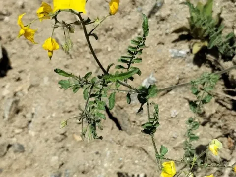 Solanum arcanum