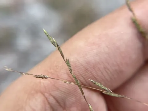 Eragrostis acuta